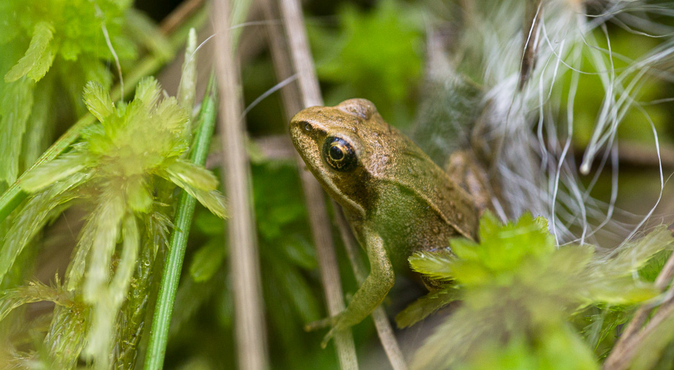 Amphibie