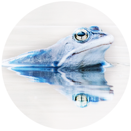 Moorfrosch-Lehrpfad